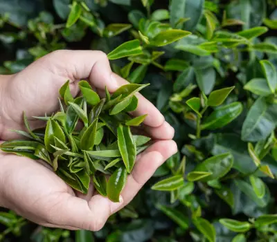 Tea Export